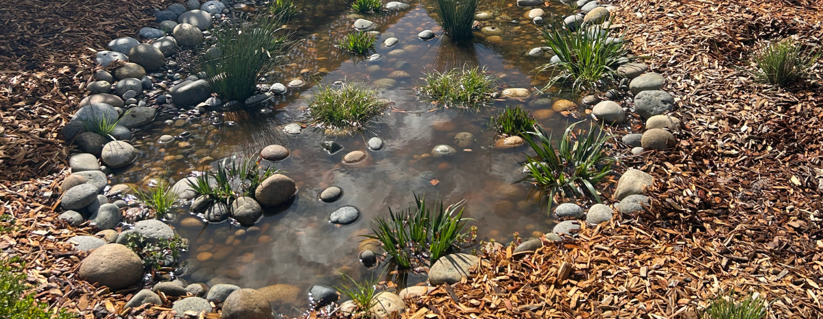 Reimagining the Rain in Adobe Creek